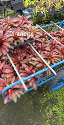 Bromeliad Pinmarto — rare Bromeliad plant from Thailand