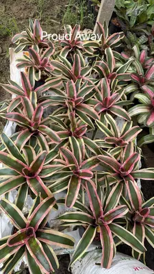 Bromeliad Proud Away — rare Bromeliad plant from Thailand