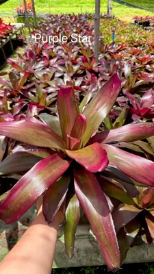 Bromeliad Purple Star — rare Bromeliad plant from Thailand