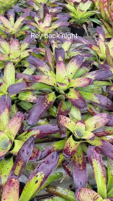 Bromeliad Rey Back Night — rare Bromeliad plant from Thailand