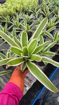 Bromeliad Sanodan — rare Bromeliad plant from Thailand