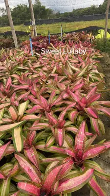 Bromeliad Sweet Lullaby — rare Bromeliad plant from Thailand
