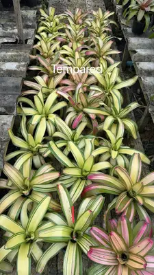 Bromeliad Tempared — rare Bromeliad plant from Thailand