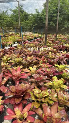 Bromeliad Tiger Hybrid — rare Bromeliad plant from Thailand