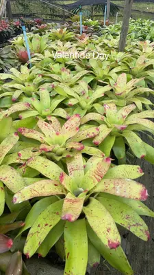 Bromeliad Valentine Day — rare Bromeliad plant from Thailand