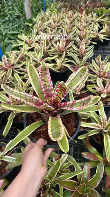 Bromeliad Wild Rabbit — rare Bromeliad plant from Thailand