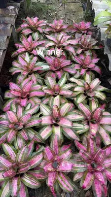 Bromeliad Winner — rare Bromeliad plant from Thailand