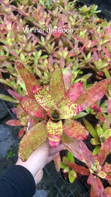 Bromeliad Winner the Pooh — rare Bromeliad plant from Thailand