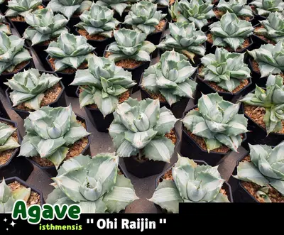 Agave isthmensis cv. Ohi Raijin (set 10 pcs)(3 inch) — rare Agave plant from Thailand