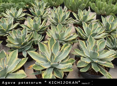 Agave potatorum cv. Kichijokan (set 10 pcs)(5 inch) — rare Agave plant from Thailand