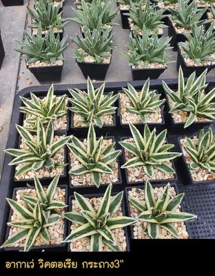 Agave victoriae-reginae (set 10 pcs)(3 inch, variegated) — rare Agave plant from Thailand