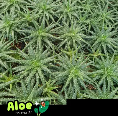 Cactus Aloe sp. (set 10 pcs)(3 inch) — rare Cactus plant from Thailand