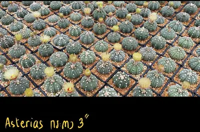 Cactus Astrophytum asterias (set 10 pcs) — rare Cactus plant from Thailand