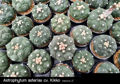 Cactus Astrophytum asterias cv. Kikko (set 10 pcs)(2 inch) — rare Cactus plant from Thailand