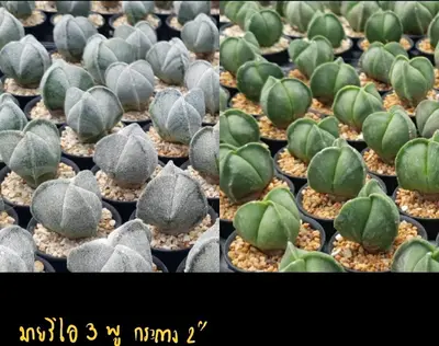 Cactus Astrophytum myriostigma (set 10 pcs)(2 inch) — rare Cactus plant from Thailand