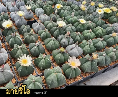 Cactus Astrophytum myriostigma (set 10 pcs)(3 inch) — rare Cactus plant from Thailand