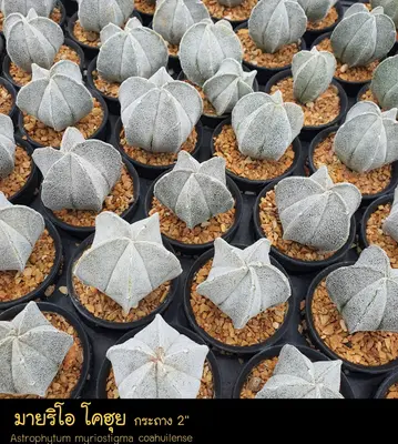 Cactus Astrophytum myriostigma coahuilense (set 10 pcs)(2 inch) — rare Cactus plant from Thailand