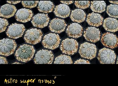 Cactus Astrophytum sp. (set 10 pcs)(3 inch) — rare Cactus plant from Thailand