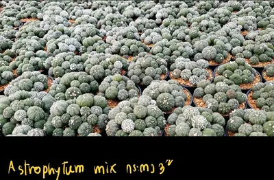 Cactus Astrophytum spp. mix (set 10 pcs)(3 inch) — rare Cactus plant from Thailand