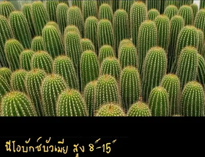 Cactus Cereus sp. (set 10 pcs)(8-15 inch) — rare Cactus plant from Thailand