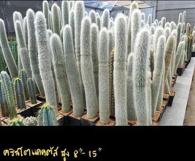 Cactus Cleistocactus sp. (set 10 pcs) — rare Cactus plant from Thailand