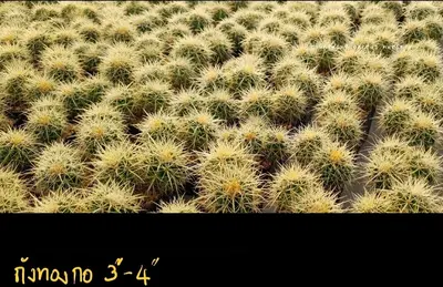 Cactus Cleistocactus sp. (set 10 pcs)(3-4 inch) — rare Cactus plant from Thailand