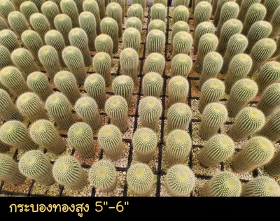 Cactus Echinocactus grusonii (set 10 pcs)(5-6 inch) — rare Cactus plant from Thailand