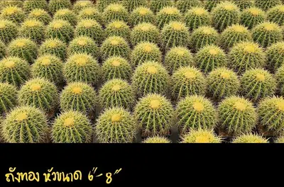 Cactus Echinocactus grusonii (set 10 pcs)(6-8 inch) — rare Cactus plant from Thailand