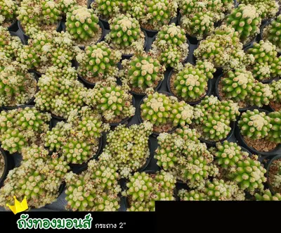 Cactus Echinocactus grusonii monstrose (set 10 pcs)(2 inch) — rare Cactus plant from Thailand