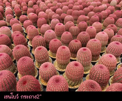 Cactus Echinocereus sp. (set 10 pcs)(2 inch, rainbow) — rare Cactus plant from Thailand