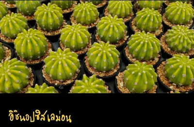 Cactus Echinopsis cv. Lemon (set 10 pcs) — rare Cactus plant from Thailand