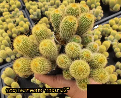 Cactus Echinopsis spachiana (set 10 pcs) — rare Cactus plant from Thailand