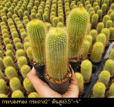 Cactus Echinopsis spachiana (set 10 pcs)(2 inch) — rare Cactus plant from Thailand