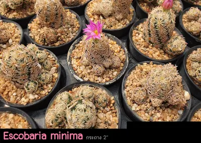 Cactus Escobaria minima (set 10 pcs)(2 inch) — rare Cactus plant from Thailand