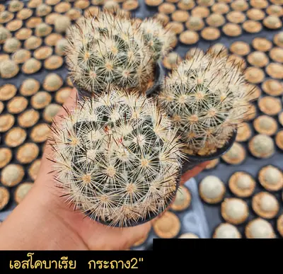 Cactus Escobaria sp. (set 10 pcs)(2 inch) — rare Cactus plant from Thailand