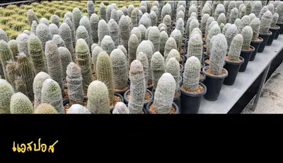 Cactus Espostoa sp. (set 10 pcs) — rare Cactus plant from Thailand
