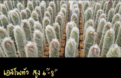 Cactus Espostoa sp. (set 10 pcs)(6-8 inch) — rare Cactus plant from Thailand