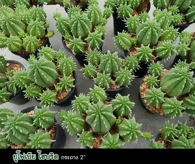 Cactus Euphorbia hybrid (set 10 pcs)(2 inch) — rare Cactus plant from Thailand