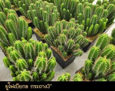 Cactus Euphorbia sp. (set 10 pcs)(3 inch, clump) — rare Cactus plant from Thailand