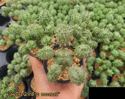 Cactus Euphorbia sp. cv. muscleman (set 10 pcs)(2 inch) — rare Cactus plant from Thailand