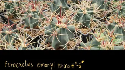 Cactus Ferocactus emoryi (set 10 pcs)(4-5 inch) — rare Cactus plant from Thailand