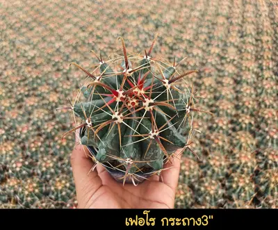 Cactus Ferocactus sp. (set 10 pcs)(3 inch) — rare Cactus plant from Thailand