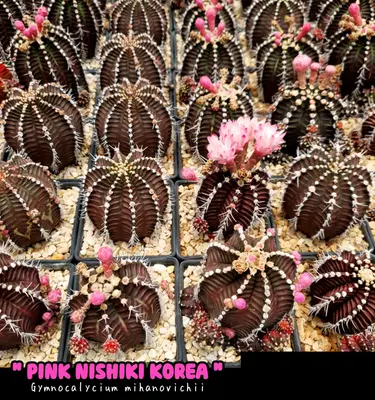 Cactus Gymnocalycium mihanovichii (set 10 pcs)(6-7 cm) — rare Cactus plant from Thailand