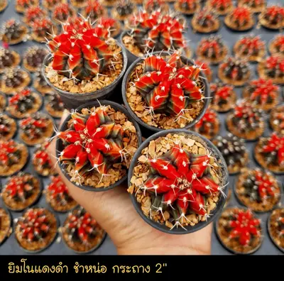 Cactus Gymnocalycium sp. (set 10 pcs)(2 inch, red/black, offset) — rare Cactus plant from Thailand