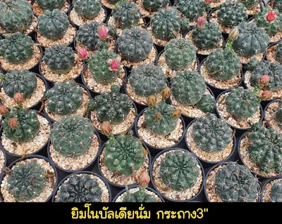 Cactus Gymnocalycium sp. (set 10 pcs)(3 inch) — rare Cactus plant from Thailand