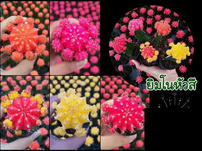 Cactus Gymnocalycium sp. (colored head) (set 10 pcs) — rare Cactus plant from Thailand