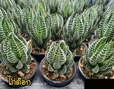 Haworthia attenuata (zebra plant) (set 10 pcs)(2 inch) — rare Haworthia plant from Thailand