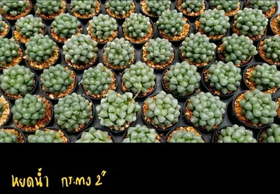Haworthia cooperi (set 10 pcs)(2 inch) — rare Haworthia plant from Thailand