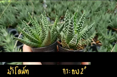 Haworthia sp. (set 10 pcs) — rare Haworthia plant from Thailand