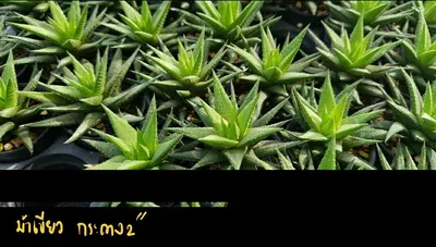 Haworthia sp. (set 10 pcs)(2 inch) — rare Haworthia plant from Thailand